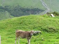 347  Trübsee - Glückliche Kühe