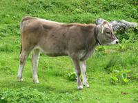 348  Trübsee - Glückliche Kühe