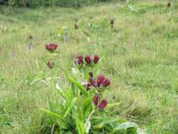 350  Trübsee - seltener roter Enzian