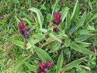 351  Trübsee - seltener roter Enzian