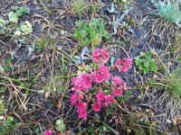 Rothorn - Wanderung auf dem Blumenweg von der Station 