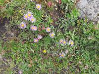 Rothorn - Wanderung auf dem Blumenweg von der Station 