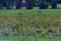 Gelber Enzian - Wurzel wird für den Enzian Schnaps benötigt