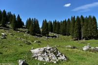 Wanderung auf der Schwägalp - Alpwirtschaft und Natur