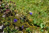 Wanderung auf der Schwägalp - Alpwirtschaft und Natur
