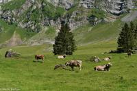 Wanderung auf der Schwägalp - Alpwirtschaft und Natur