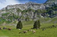 Wanderung auf der Schwägalp - Alpwirtschaft und Natur