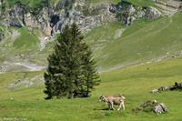 Wanderung auf der Schwägalp - Alpwirtschaft und Natur