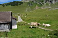 Wanderung auf der Schwägalp - Alpwirtschaft und Natur