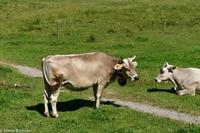 Wanderung auf der Schwägalp - Alpwirtschaft und Natur