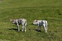 Wanderung auf der Schwägalp - Alpwirtschaft und Natur