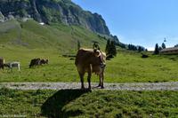 Wanderung auf der Schwägalp - Alpwirtschaft und Natur