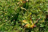 Wanderung auf der Schwägalp - Alpwirtschaft und Natur - Gelber Enzian