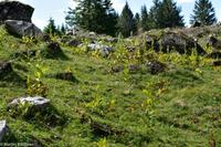 Wanderung auf der Schwägalp - Alpwirtschaft und Natur - Gelber Enzian