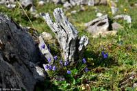 Wanderung auf der Schwägalp - Alpwirtschaft und Natur