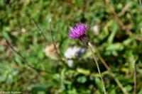 Wanderung auf der Schwägalp - Alpwirtschaft und Natur