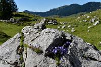 Wanderung auf der Schwägalp - Alpwirtschaft und Natur