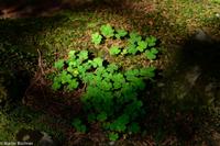 Wanderung auf der Schwägalp - Alpwirtschaft und Natur