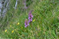 Pilatus - Geflecktes Knabenkraut (Orchideen)
