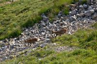 Alpen-Steinböcke