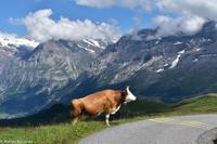 Wanderung vom Männlichen zur Kleinen Scheidegg