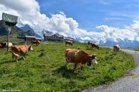 Wanderung vom Männlichen zur Kleinen Scheidegg