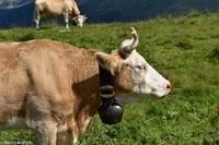 Wanderung vom Männlichen zur Kleinen Scheidegg