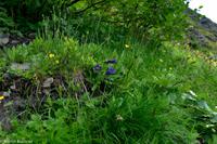 Wanderung vom Männlichen zur Kleinen Scheidegg - Blauer Enzian