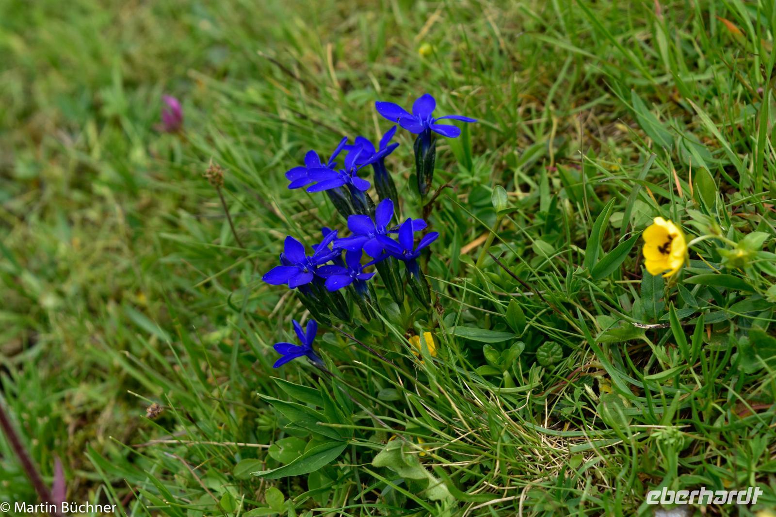 Wanderung vom Männlichen zur Kleinen Scheidegg - Blauer Enzian