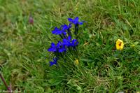 Wanderung vom Männlichen zur Kleinen Scheidegg - Blauer Enzian