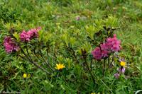 Wanderung vom Männlichen zur Kleinen Scheidegg - Alpenrosen