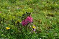 Wanderung vom Männlichen zur Kleinen Scheidegg - Alpenrosen