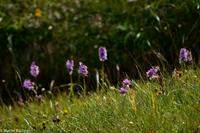Wanderung vom Männlichen zur Kleinen Scheidegg - Geflecktes Knabenkraut (Orchideen)