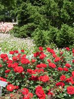 Tag 4 - 2 - Besuch in der Bundeshaupstadt Bern (4) - Rosengarten