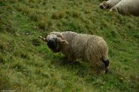 Walliser Schwarznasenschafe