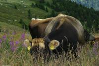 Fiescher Alp (2.224 m)