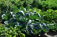 Üppiger Gemüsegarten im Saastal