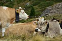 Matterhornpanorama-Wanderung von der Station Blauherd zur Station Sunnegga - Tufteren Alp