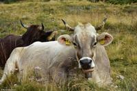 Matterhornpanorama-Wanderung von der Station Blauherd zur Station Sunnegga - Tufteren Alp