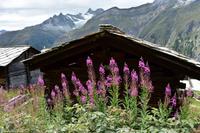Matterhornpanorama-Wanderung von der Station Blauherd zur Station Sunnegga - Tufteren Alp