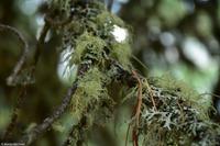 Flechten an Bäumen sind ein Maß für besonders saubere Luft