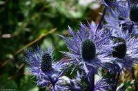 Kleine Scheidegg (2.061 m) - Mönch, Jungfraujoch und Jungfrau