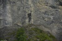 Schilthornbahn - Bildmitte - Ein stattlicher Steinbock