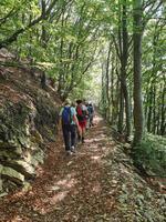 Im wunderschönen Buchenwald am Monte Boglia