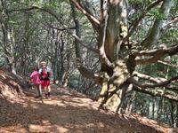 Interessante und altehrwürdige Bäume unterwegs ... 