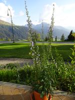 Davos, Alpengarten mit Blick auf Jacobshorn