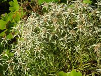 Davos, Schatzalp, Alpinum