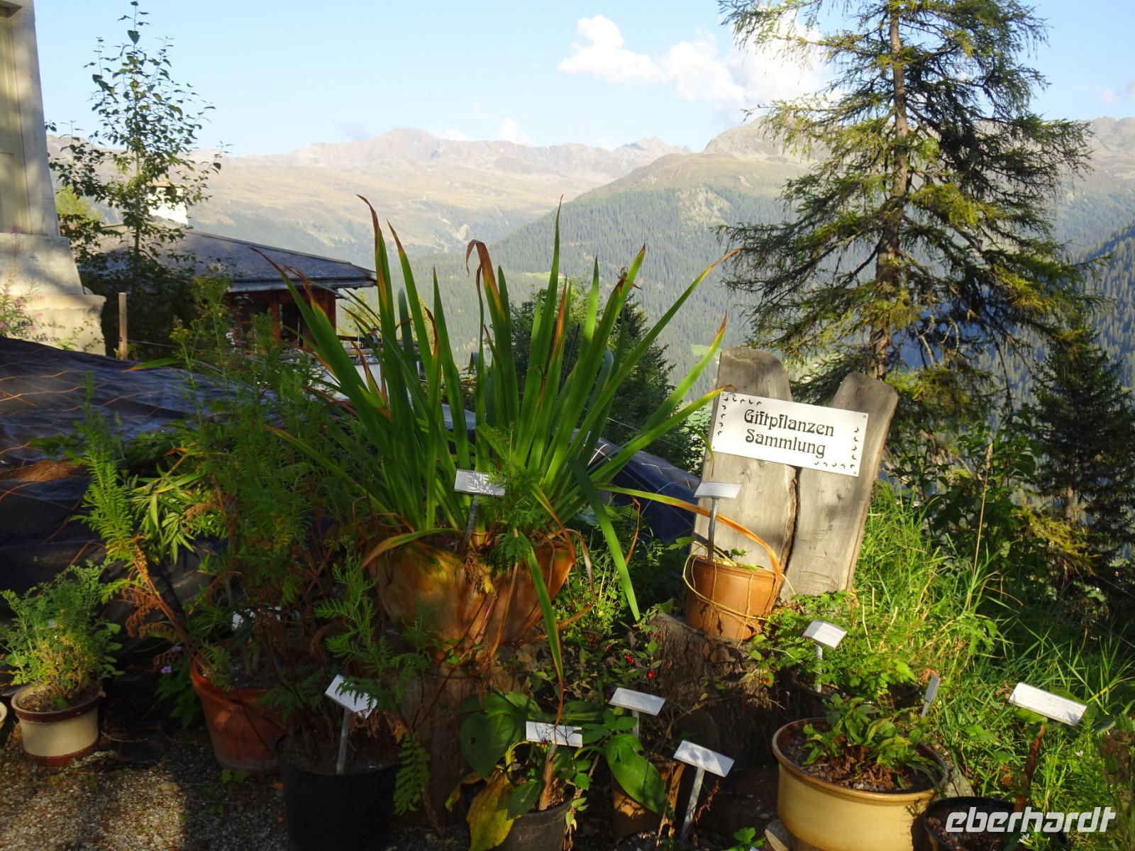 Davos, Schatzalp, Alpinum