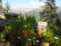 Davos, Schatzalp, Alpinum