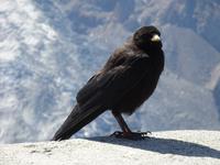 Strenger Beobachter...